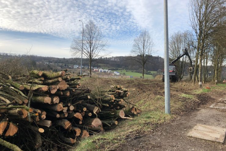 Arbeiten an der N7 / Fällaktion in Schieren: Bauminsel plattgemacht