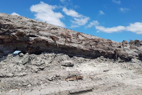Uralter Baum als Zeuge: Der im Torf konservierte Kauri wurde bei Bauarbeiten entdeckt