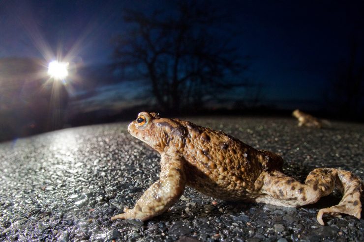 Migrationsperiode / Aufgepasst, die Kröten sind unterwegs – und brauchen Hilfe von freiwilligen Luxemburgern