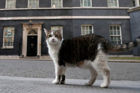 Katzenallergie / Forschende aus Luxemburg erzielen erste Erfolge auf dem Weg zu einer wirksamen Therapie