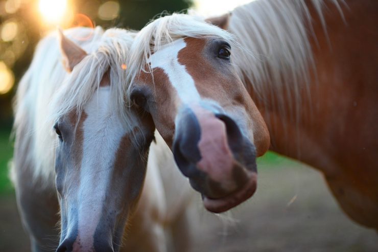 EHV-1 / Tierfreunde, aufgepasst: Tückisches Herpesvirus befällt Pferd in Luxemburg