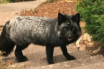 Naturverwaltung / Silberfuchs taucht in Niederanven auf