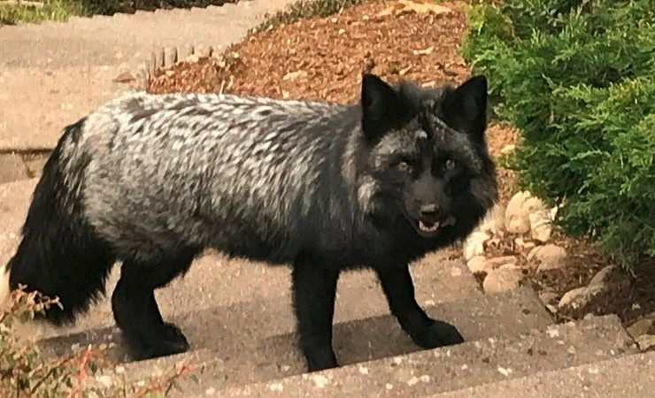 Naturverwaltung / Silberfuchs taucht in Niederanven auf
