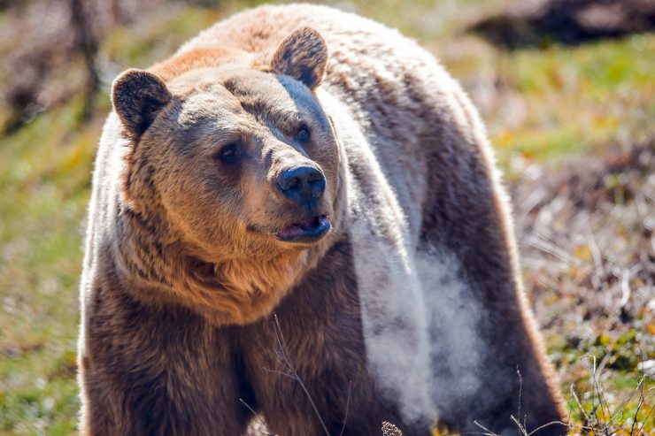 Das Wimmern der Welpen / In Rumänien mehren sich die Hinweise auf den illegalen Handel mit Jungbären