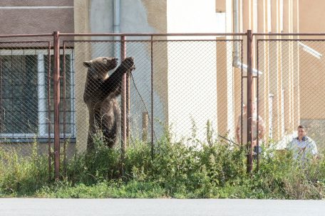 Ein sogenannter Problembär 2018 in Transsylvanien: Das Schrumpfen ihres Lebensraums bringt Bären auf Nahrungssuche in Menschennähe   