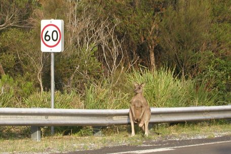 Australien / Im Känguru-Krieg fordern US-Tierschützer einen  Importstopp – mit unerwarteten Folgen