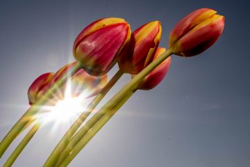 Luxemburg / AgriMeteo meldet Rekordtemperatur für März – 25,4 Grad in Küntzig