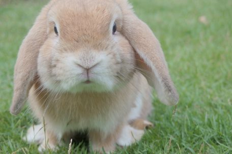 Der Osterhase bringt heute die Ostereier, früher war sogar der Kuckuck in dieser Mission unterwegs