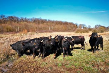 Luxemburg / Die Wasserbüffel sind die neuen Naturschützer im Syrtal