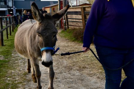 Projektleiterin Myriam mit einer der Eseldamen, die als tierische „Therapeutin“ in Kehlen den Kindern hilft