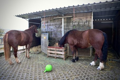 Die beiden Pferdedamen Chocolat und Caramell sind etwa sechs Jahre alt und gehören zum tierischen Helferteam des Projekts „Op de Patten“