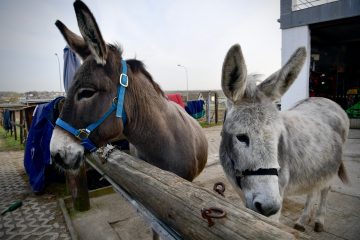 Projekt „Op de Patten“ / Vierbeinige Therapeuten helfen Kindern und Jugendlichen