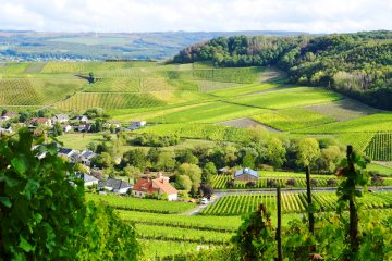 Studie / Rebstöcke von der Mosel können als Grillholz benutzt werden