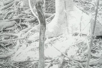 Kunstecke / April, April, er weiß nicht, was er will – oder …?