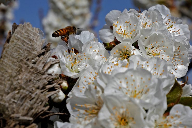 Allergien / Mit dem Frühling kommen die Pollen