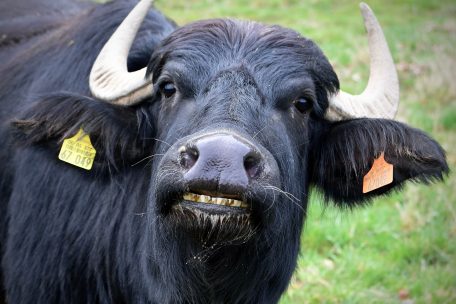 Luxemburg  / Feuchtweiden-Verwalter: Wasserbüffel  kümmern sich im Syrtal um den Naturschutz