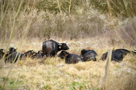Die neun Wasserbüffel lassen sich vom Wetter nicht aus der Ruhe bringen
