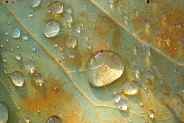 Wetterausblick / Keine Chance für die Sonne: Wochenende wird trüb und regnerisch