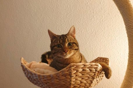 Home-Office / Die Pandemie kann auch für Hund und Katze zur Stresssituation werden