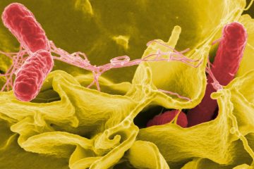 Verbraucherschutz / Lebensmittelwarnung: Salmonellen in HUSK Psyllium-Froskaller gefunden