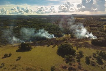 Umwelt / Für den WWF ist die EU der zweitschlimmste Waldzerstörer