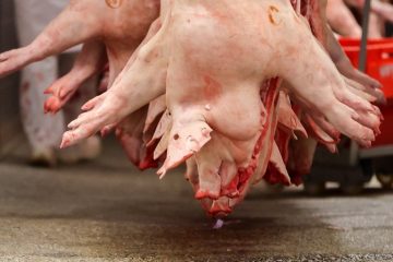 Ernährung / Umweltschützer empfehlen weniger Fleischkonsum