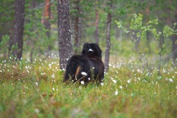 Diekirch / Berner Sennenhund beißt Zehnjährigen in den Arm