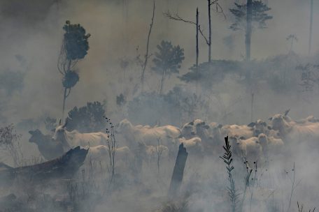 Handel mit Südamerika / EU will Mercosur-Deal nachbessern, Kritiker sehen durch Zusatzklausel Gefahr für Amazonas