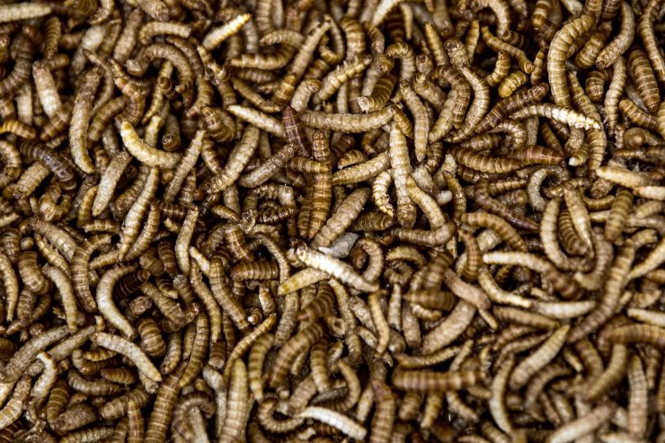 Brüssel / Mehlwurm als erstes Insekt in Europa zum Verzehr zugelassen