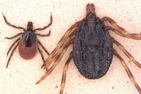 Die Zecken Gemeiner Holzbock (l., Ixodes ricinus) und Hyalomma marginatum (Afrikanische Riesenzecke) liegen in der undatierten Aufnahme zum Größenvergleich nebeneinander
