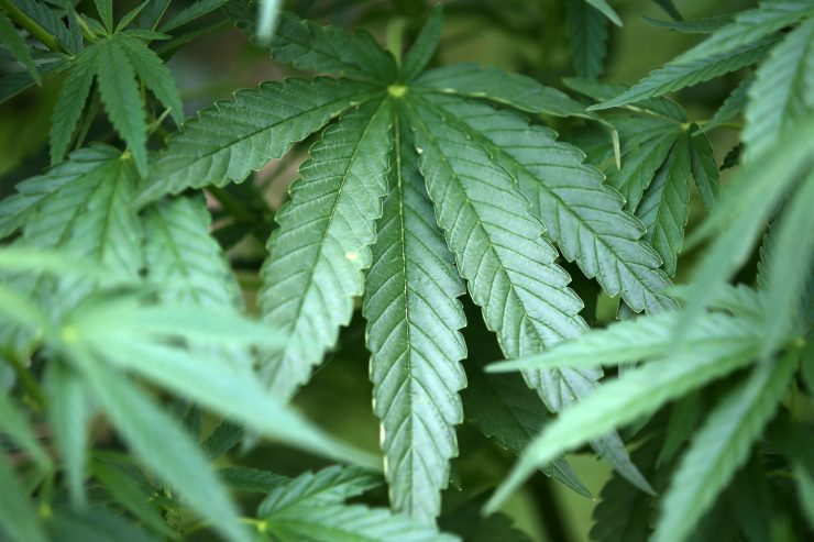 Chamber-Sitzung / Cannabis-Legalisierung wirft viele Fragen auf