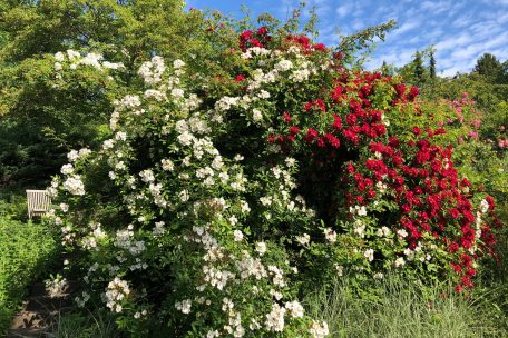 Die weiße Ramblerrose „Pleine de Grâce“ blüht im Kontrast zur roten „Wilderode“. Beide Sorten sind wahre Bienenmagnete.
