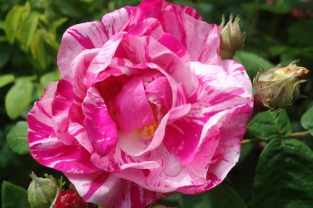 Die historische Essigrose „Versicolor“, bereits um 1583 erwähnt, gehört zu den ältesten gestreiften Duftrosen