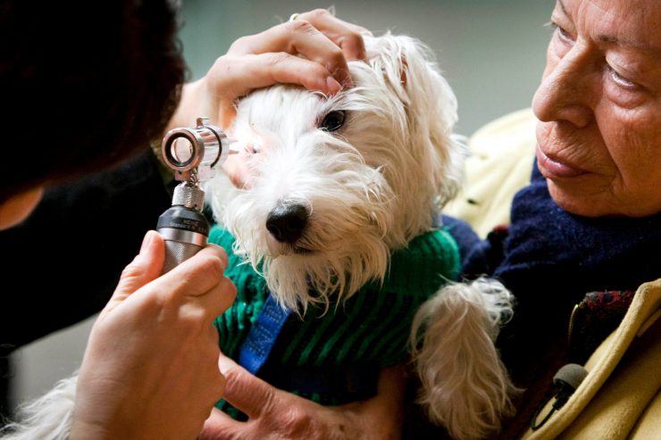 Tiere / Der richtige Arzt fürs Haustier – am besten finden, bevor man ihn braucht