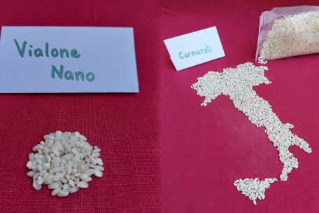 Vialone Nano (l.) und der Carneroli im direkten Vergleich