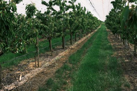 Für den Obstanbau gibt es geografische Einschränkungen. Der Boden im Ösling eignet sich zum Beispiel nicht.