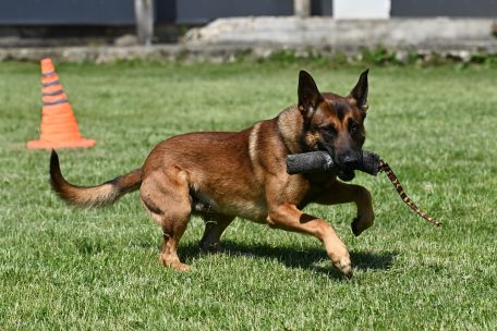 Die Hofwiese des „Birelerhaff“ bietet den Spürhunden der „Brigade de recherches et cynotechnique“ Auslauf