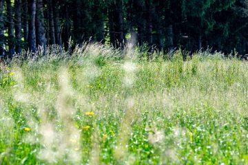Luxemburg / Die Grasmilben sind hier: Alles, was Sie über die winzigen Plagegeister wissen müssen