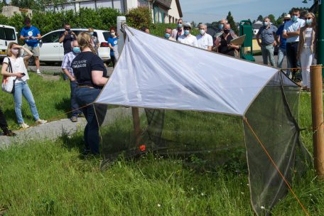 Mit solchen Fallen sollen fliegende Insekten eingefangen werden