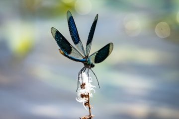 Naturparks / Luxemburgs Insekten soll mit einem Umweltprojekt geholfen werden