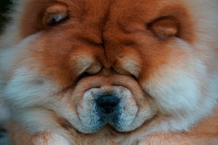 Forschung / „Risiko für öffentliche Gesundheit“: Warnung vor dem Hund – als Quelle multiresistenter Keime