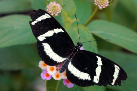 Der Schmetterlingsgarten ist nach wie vor bei Jung und Alt beliebt