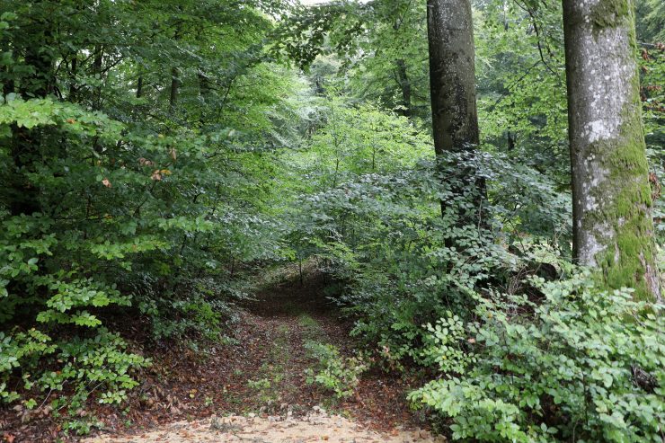 Luxemburg / Der Bau neuer Waldwege pausiert – Umweltschützer begrüßen das, fordern aber noch nachhaltigere Forstpolitik