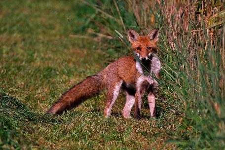 Umweltpolitik / Der Naturpakt trägt Arten- und Klimaschutz in die Gemeinden – auf freiwilliger Basis