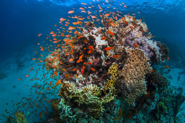 Australien / Great Barrier Reef: Aufnahme in der Roten Liste abgelehnt
