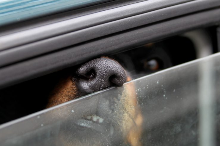 Rechtliche Lage / Hund im zu heißen Auto – härtere Strafe für unterlassene Hilfe als für Fahrlässigkeit des Halters