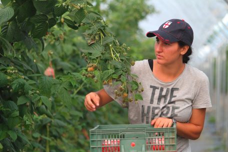 Nach dem Brexit / In Großbritannien fehlen in vielen Branchen Facharbeiter und Erntehelfer