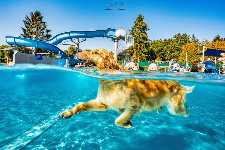 Hundebadetag in Befort / Gemeinsamer Badespaß für Zwei- und Vierbeiner im Aqua-Park