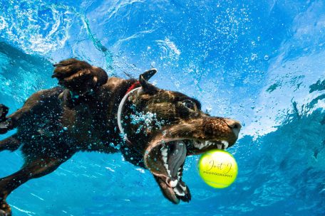 Luxemburger Fotograf / Jérôme Jost lichtet Welten unter Wasser ab 