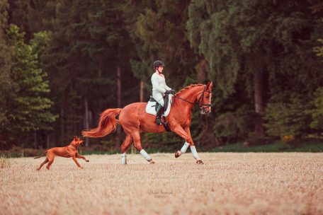 Stichwort „Problempferde“: Während des individuellen Trainingsprogramms versuchen die Experten, die Beziehung zwischen Tier und Besitzer wieder ins Lot zu bringen